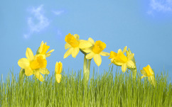callum_daffodils_2