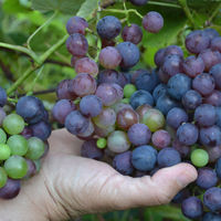 Kokulu üzüm "şifa" dağıtıyor